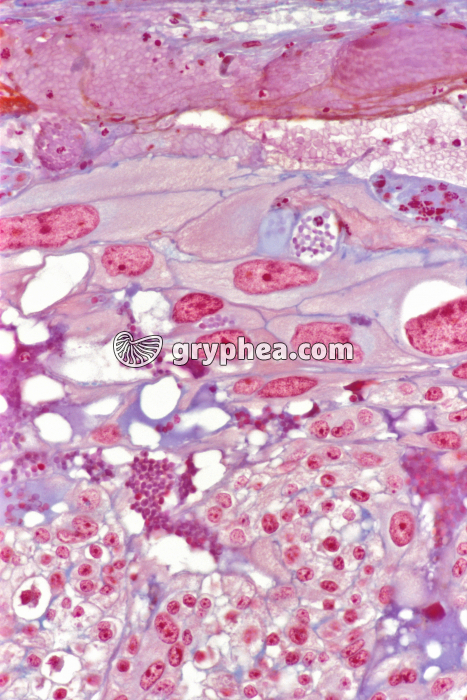 Placenta de Souris x100 - gryphea.com